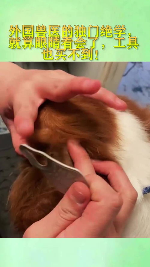 异国兽医技艺 那些眼能看会，却无处可觅的独门工具