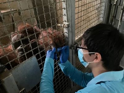 年逾不惑的退休姥爷 探访上海动物园四十五岁老年猩猩“森泰”的日常
